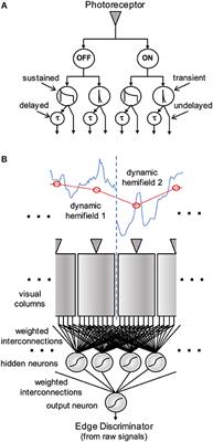 Neural Network Model for Detection of Edges Defined by Image Dynamics